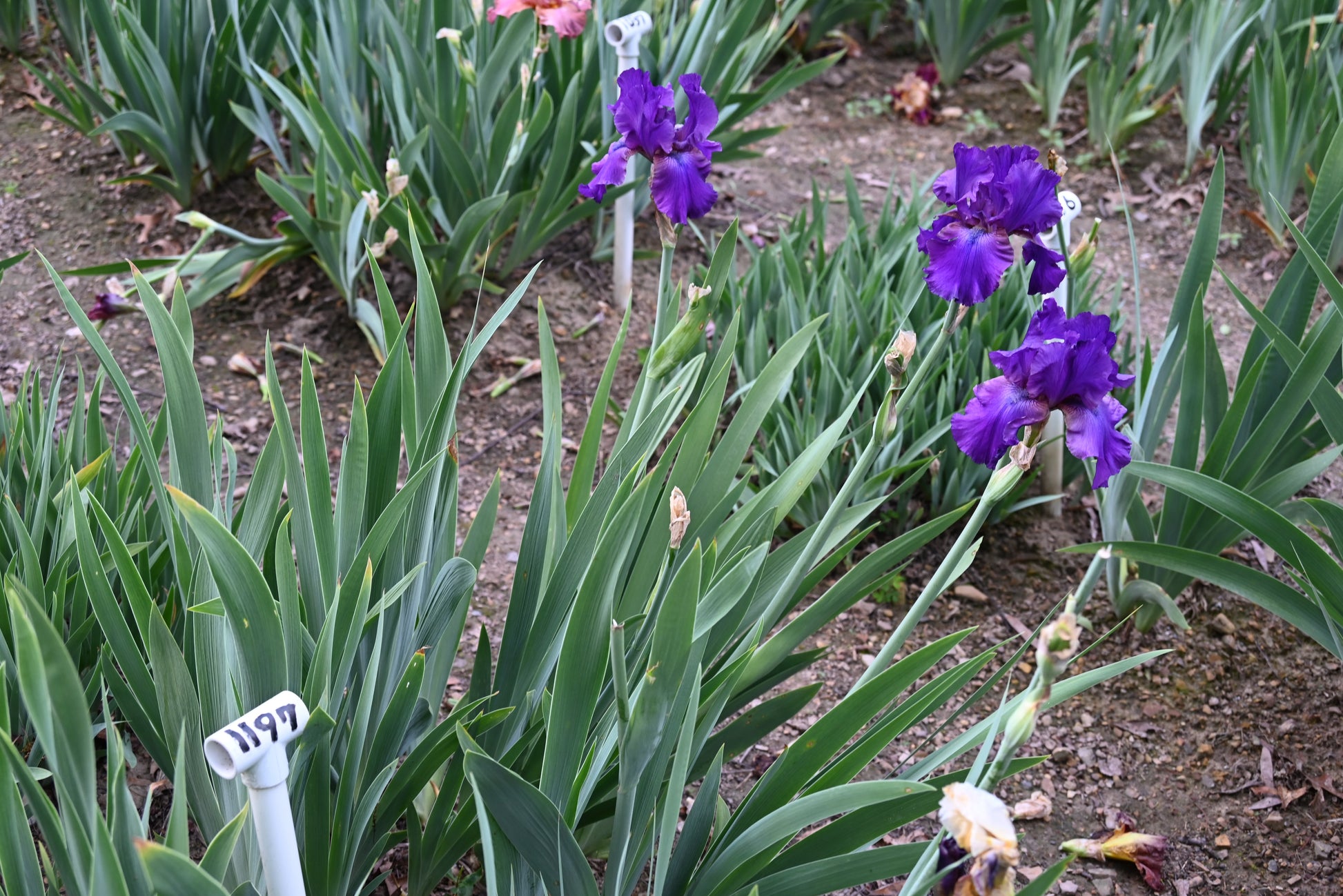 The flower Star Challenger - Tall Bearded Iris (TB)