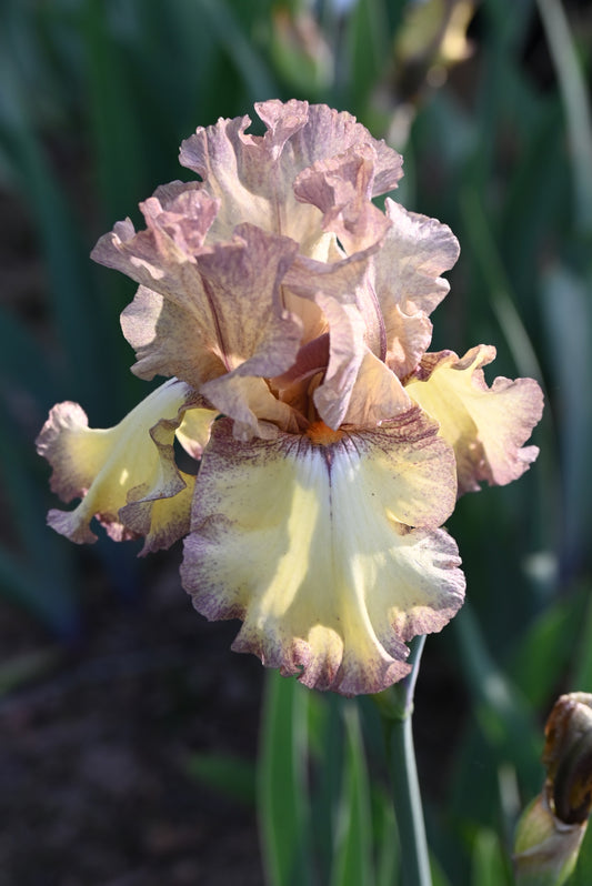 The flower Credible Justification - Tall Bearded Iris (TB)