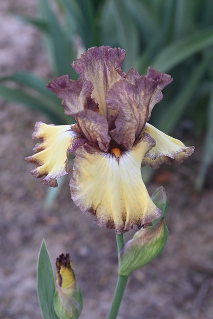 The flower Credible Justification - Tall Bearded Iris (TB)