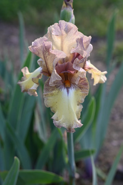 The flower Credible Justification - Tall Bearded Iris (TB)