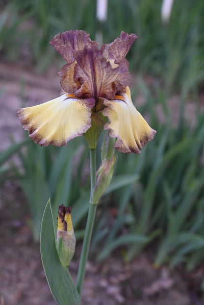 The flower Credible Justification - Tall Bearded Iris (TB)