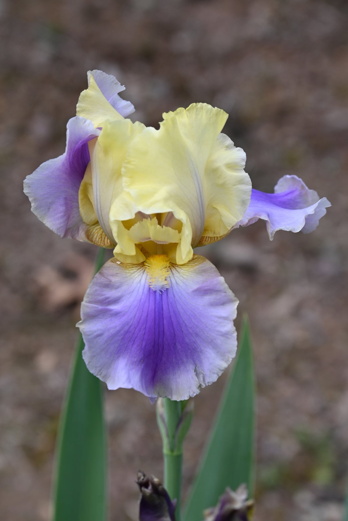 Spring Iriz Carter Spring - Tall Bearded Iris (TB) – Exline Iris Garden