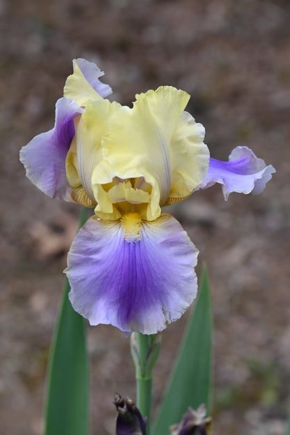 The flower Carter Spring - Tall Bearded Iris (TB)