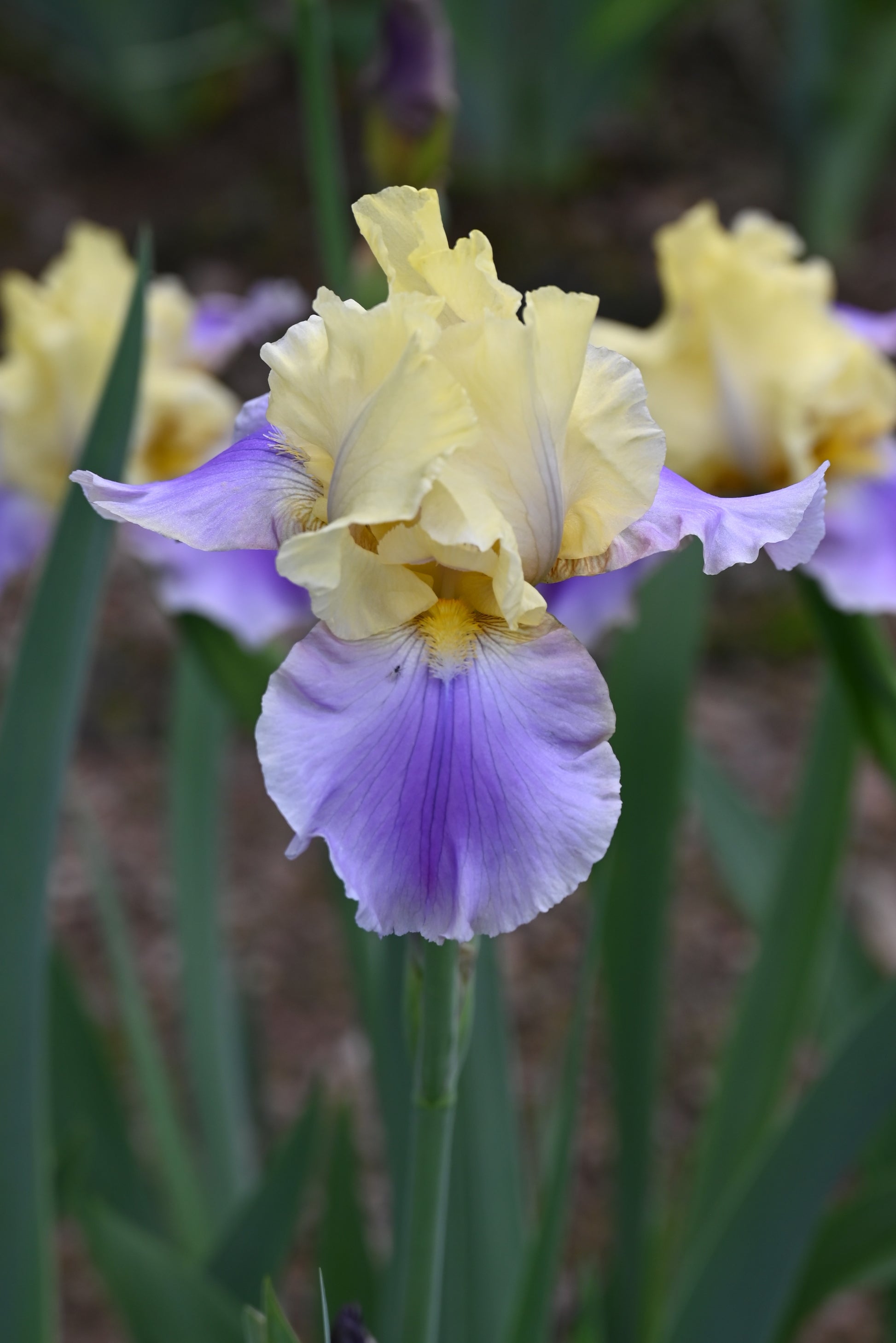 The flower Carter Spring - Tall Bearded Iris (TB)