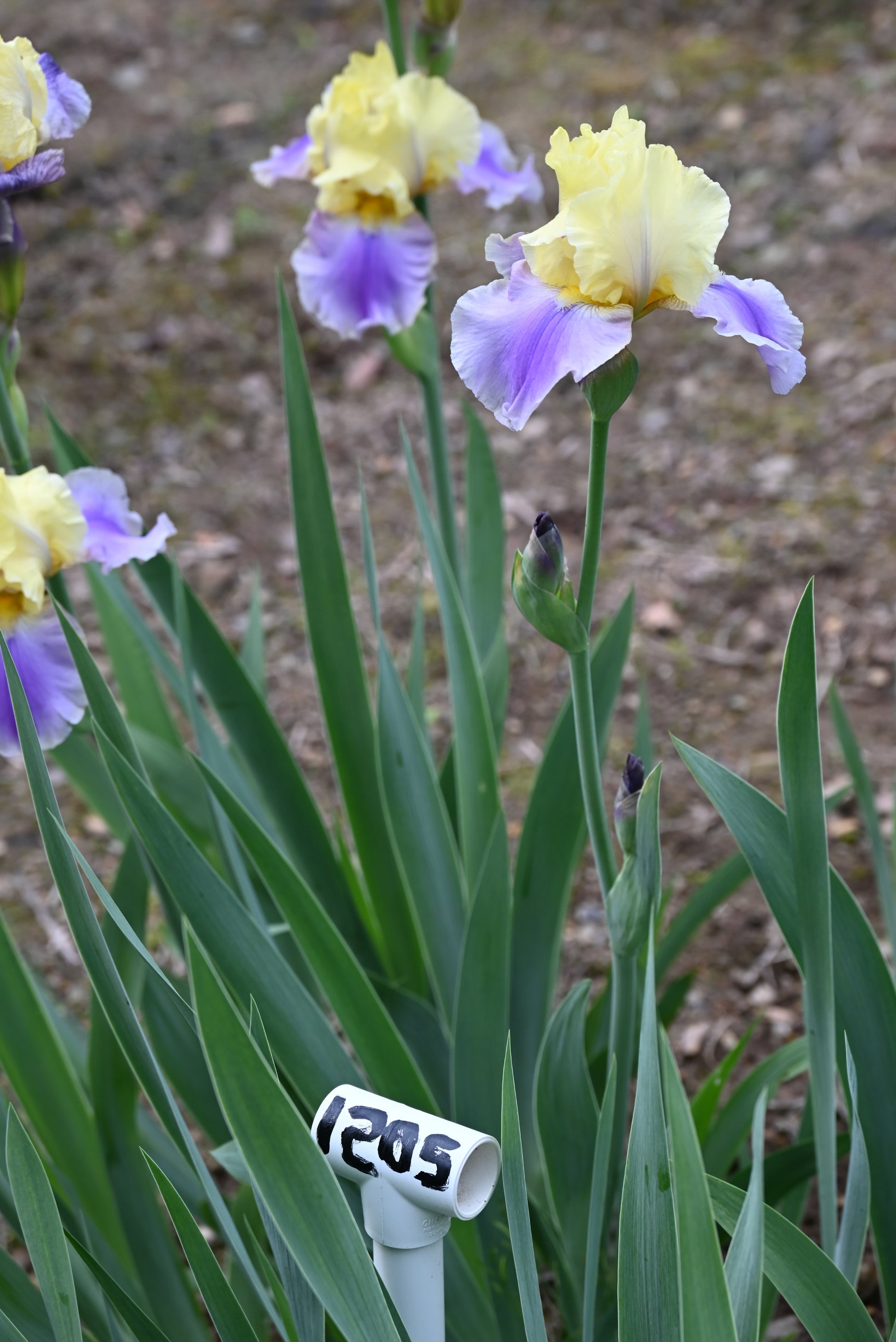 The flower Carter Spring - Tall Bearded Iris (TB)