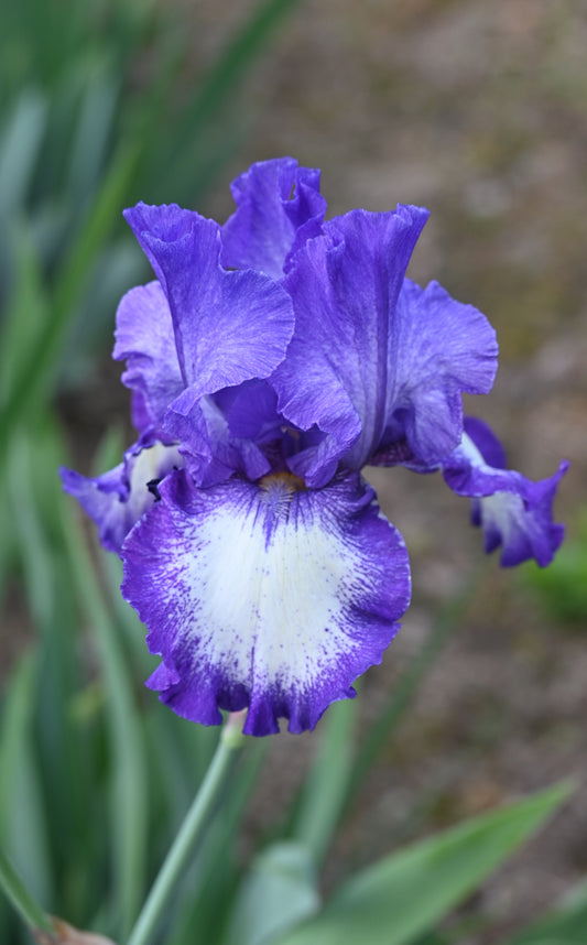 The flower Barrister - Tall Bearded Iris (TB)