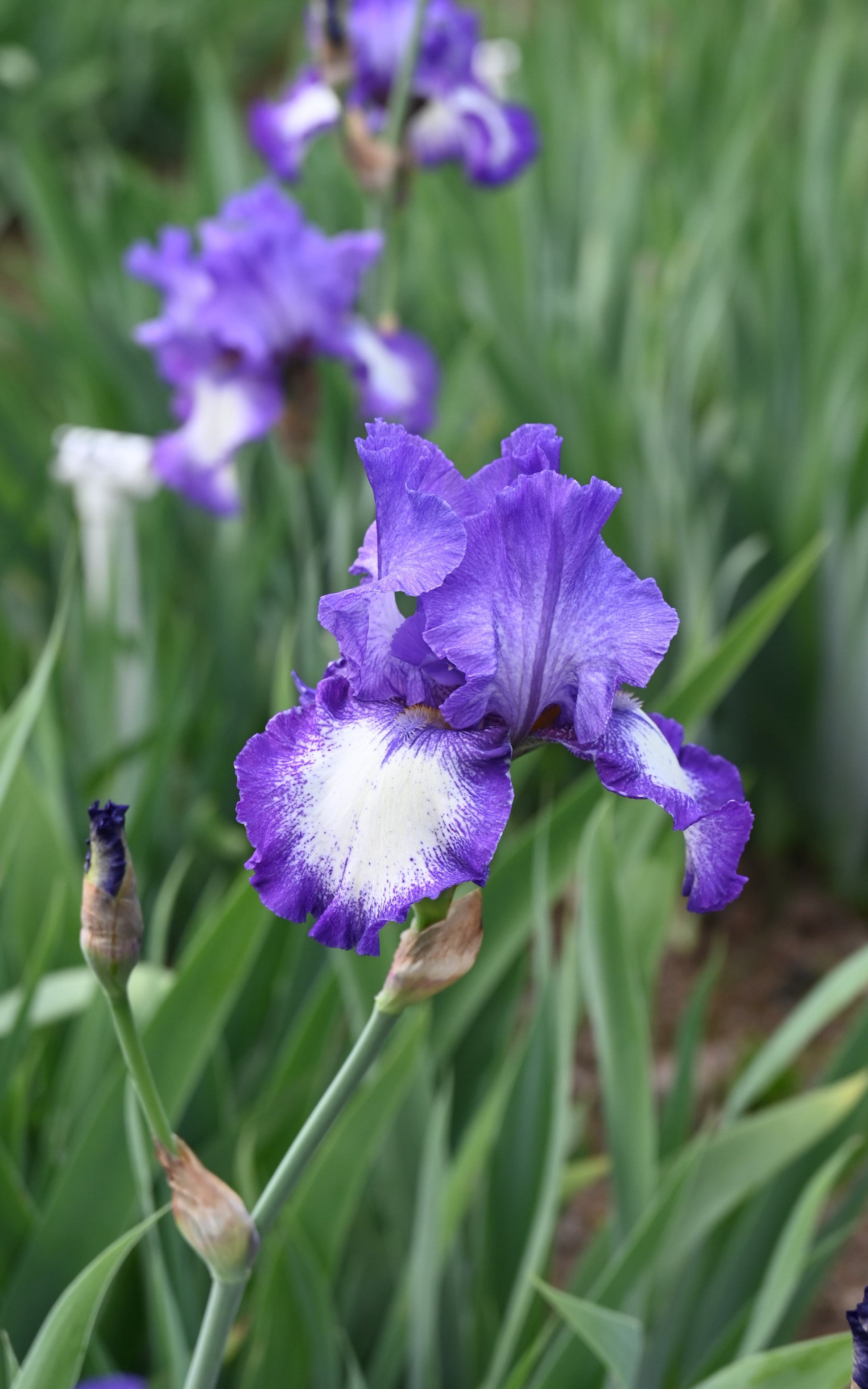 The flower Barrister - Tall Bearded Iris (TB)