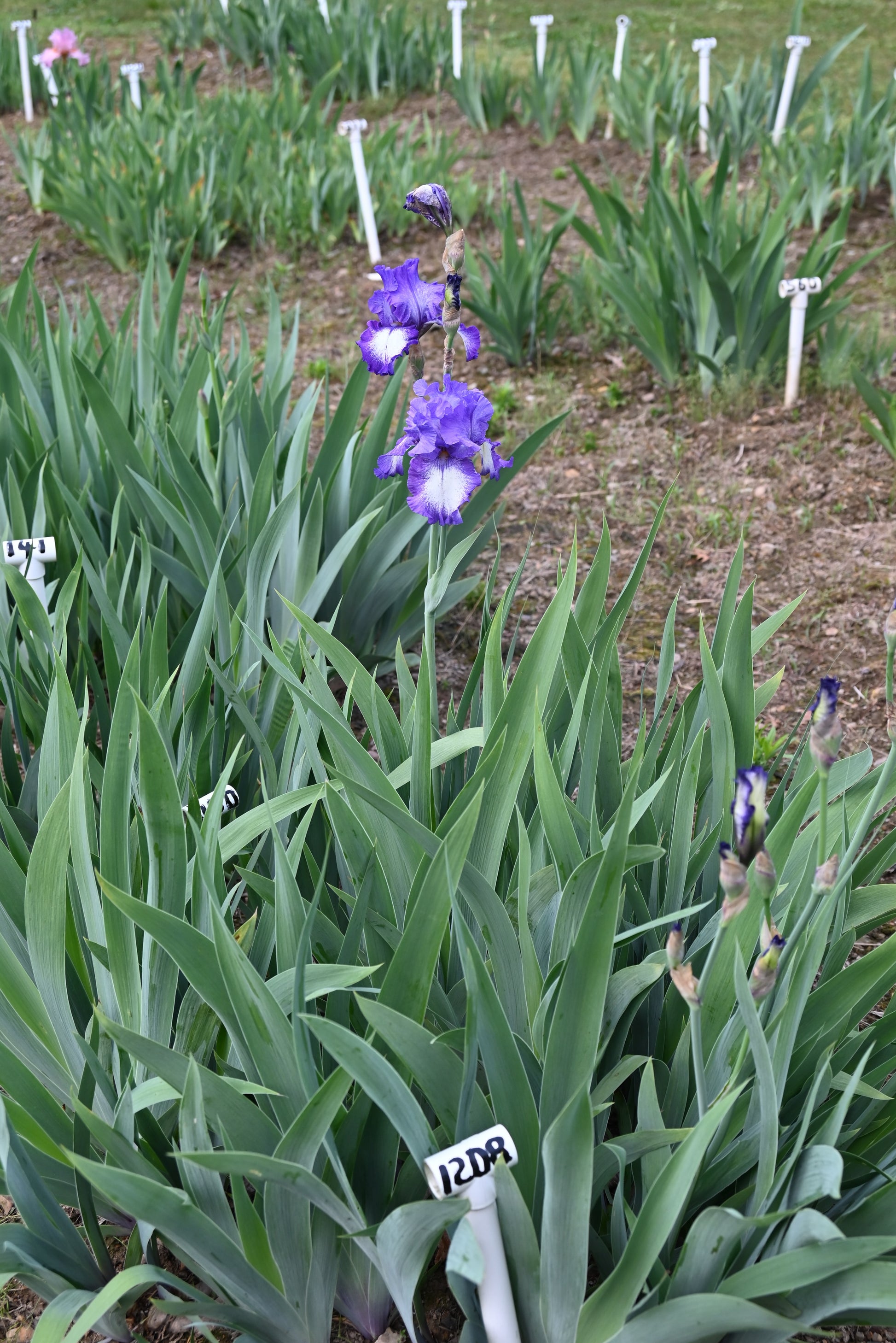 The flower Barrister - Tall Bearded Iris (TB)