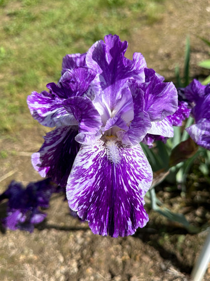 The flower Splatter Matters - Tall Bearded Iris (TB)