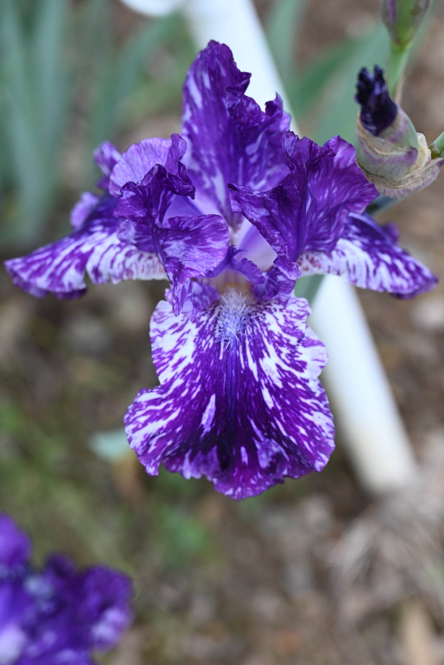 The flower Splatter Matters - Tall Bearded Iris (TB)