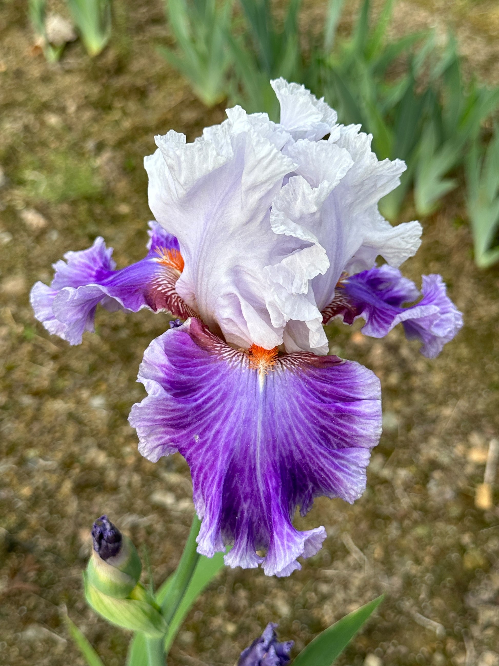 The flower Racing Heart - Tall Bearded Iris (TB)