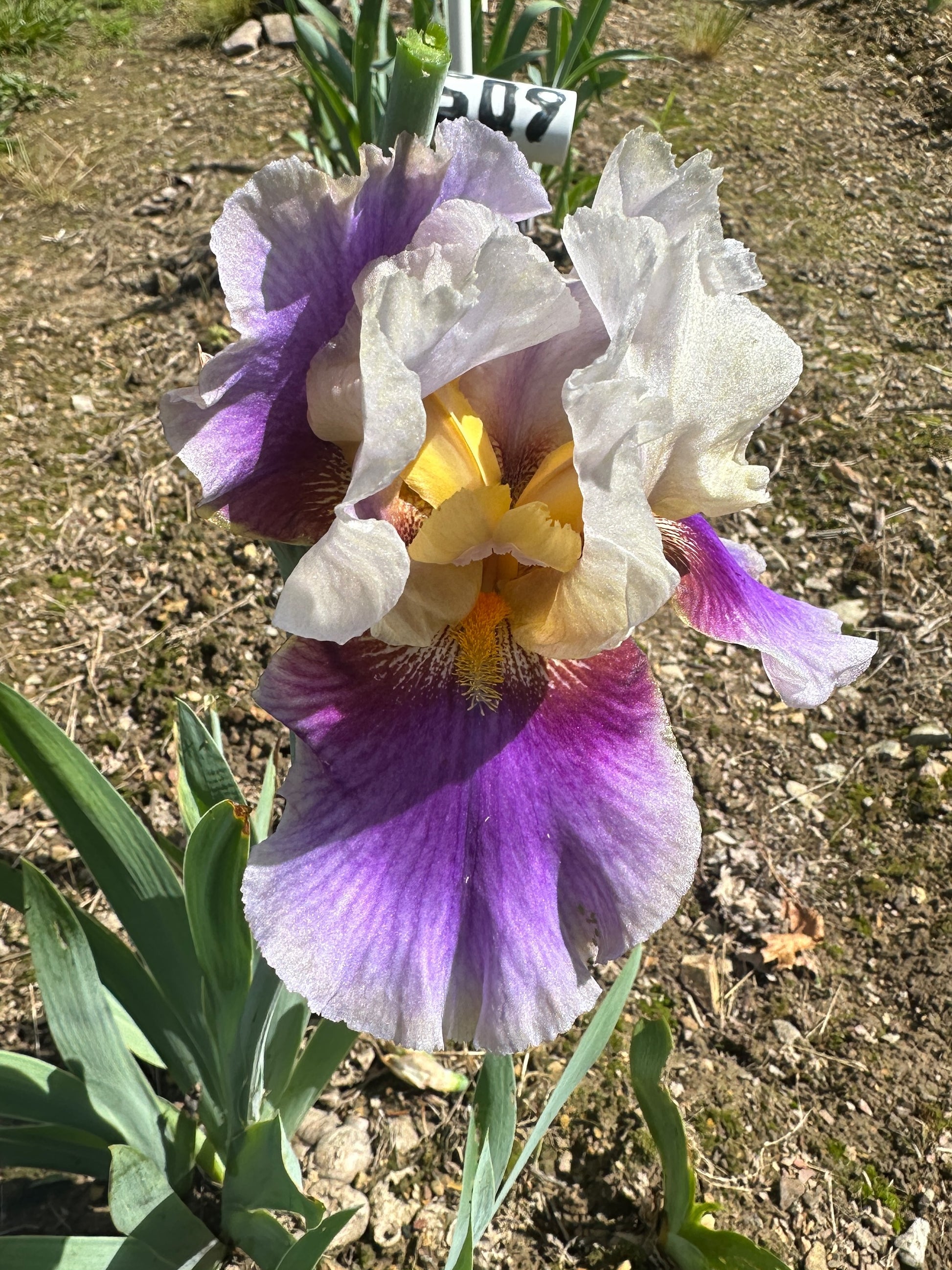 The flower Tracy's Sunshine - Tall Bearded Iris (TB)
