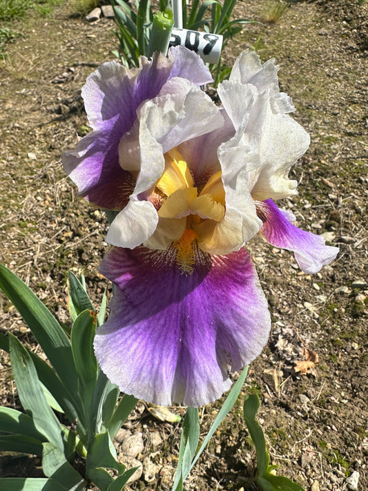 The flower Tracy's Sunshine - Tall Bearded Iris (TB)