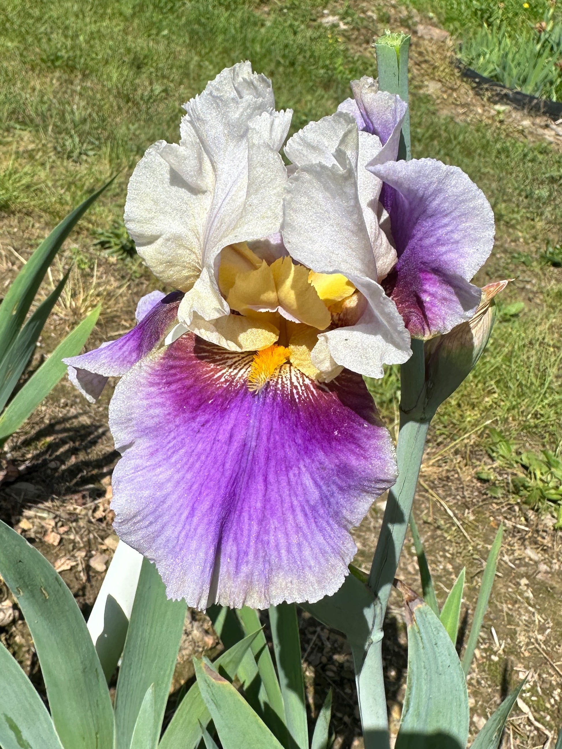 The flower Tracy's Sunshine - Tall Bearded Iris (TB)