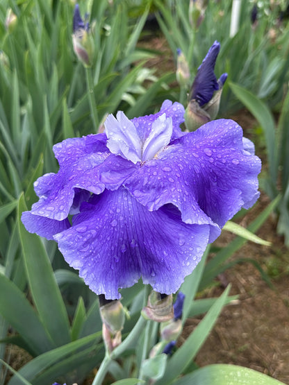 The flower Judy Mogil - Tall Bearded Iris (TB)