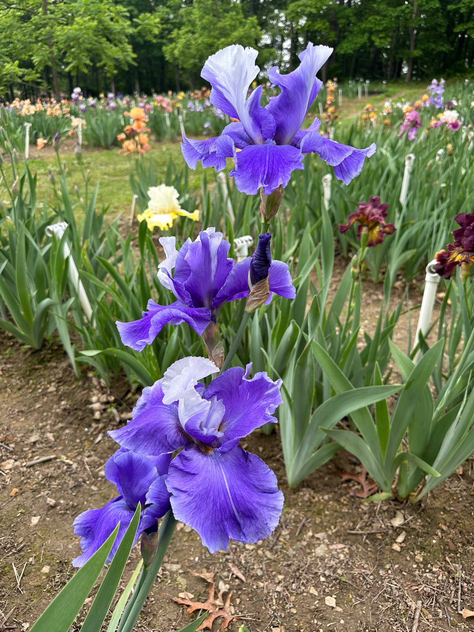 The flower Judy Mogil - Tall Bearded Iris (TB)