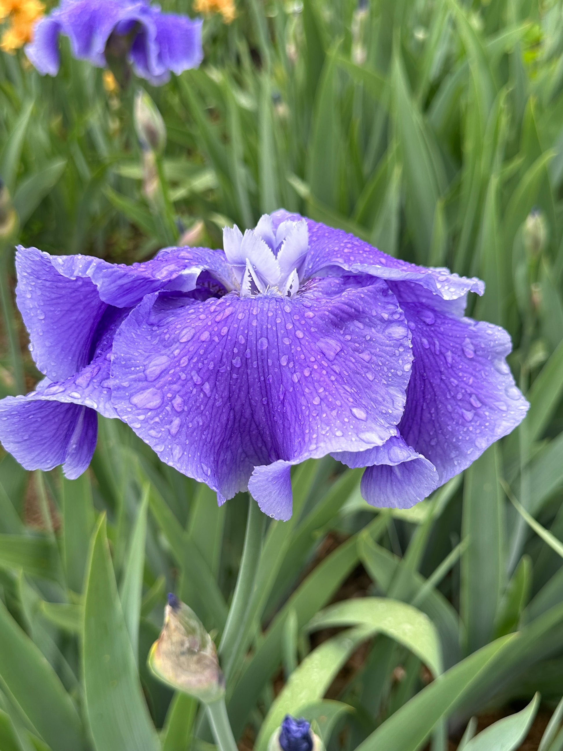 The flower Judy Mogil - Tall Bearded Iris (TB)