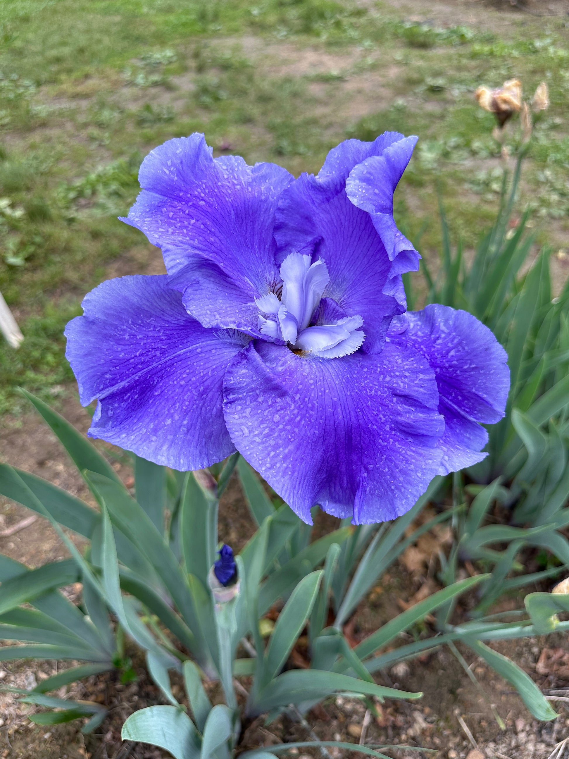 The flower Judy Mogil - Tall Bearded Iris (TB)