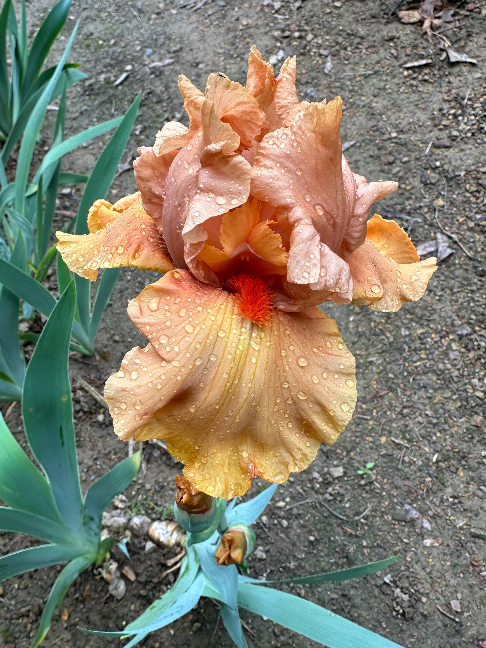 The flower Orange Embers - Tall Bearded Iris (TB)