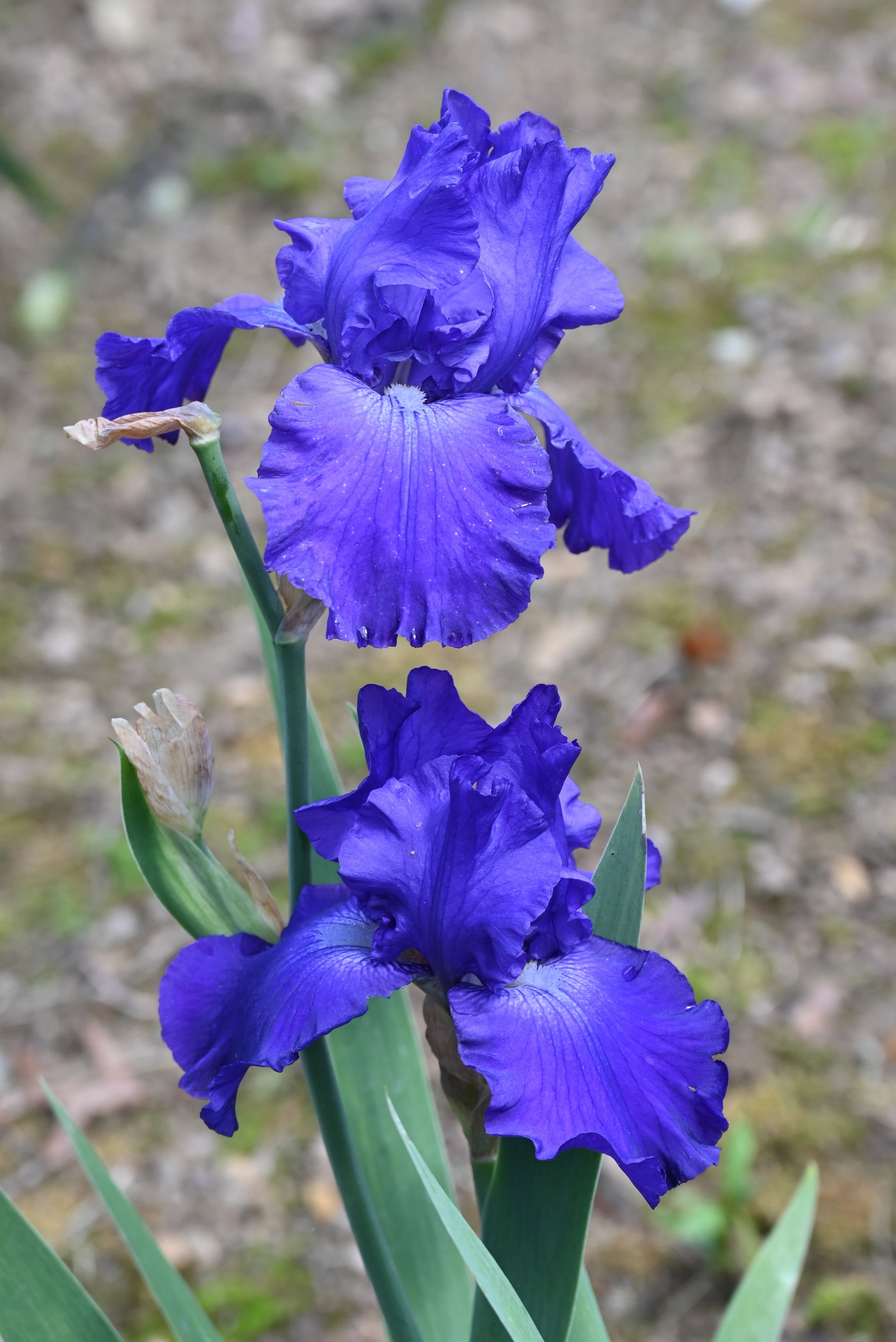 The flower Stellar Lights - Tall Bearded Iris (TB)