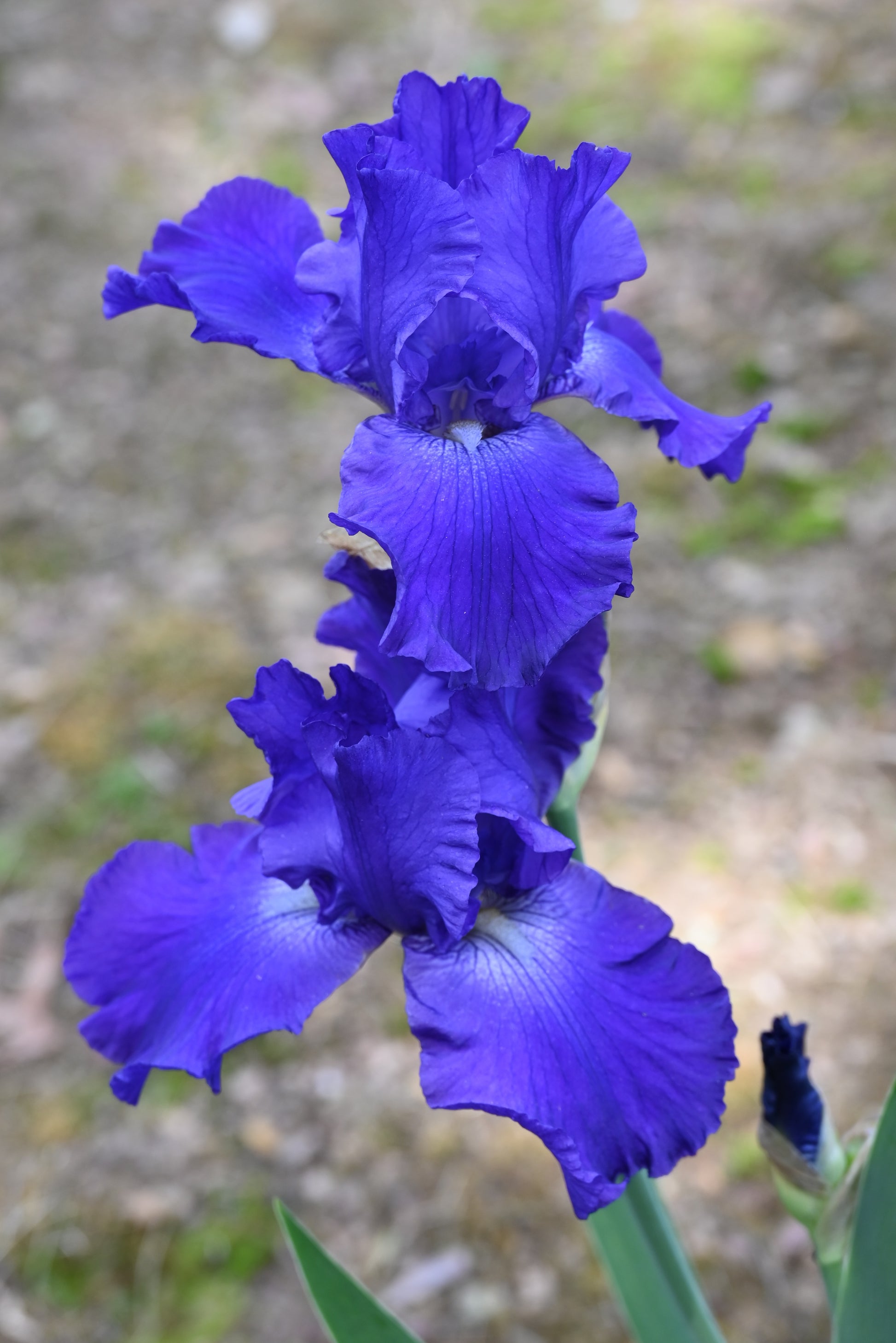 The flower Stellar Lights - Tall Bearded Iris (TB)