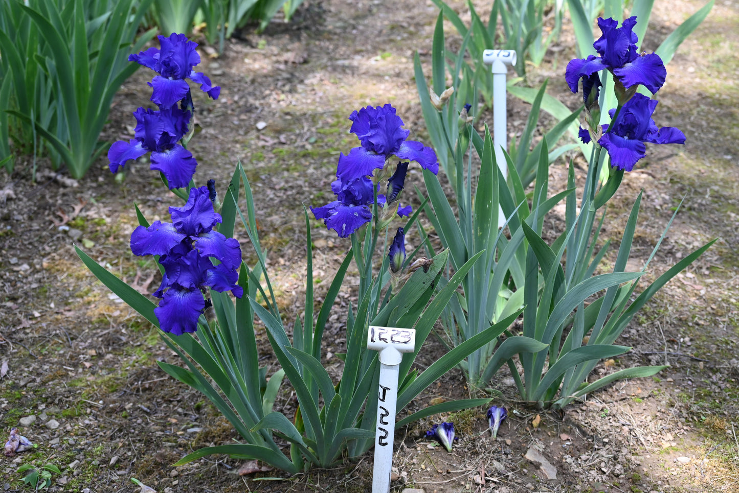 The flower Stellar Lights - Tall Bearded Iris (TB)