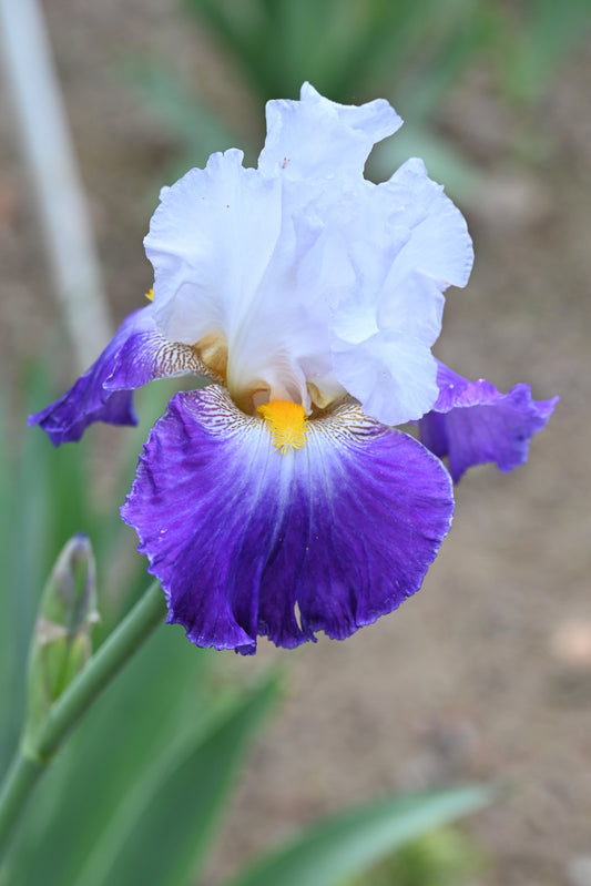 The flower Like Wow - Tall Bearded Iris (TB)