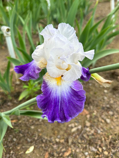 The flower Like Wow - Tall Bearded Iris (TB)