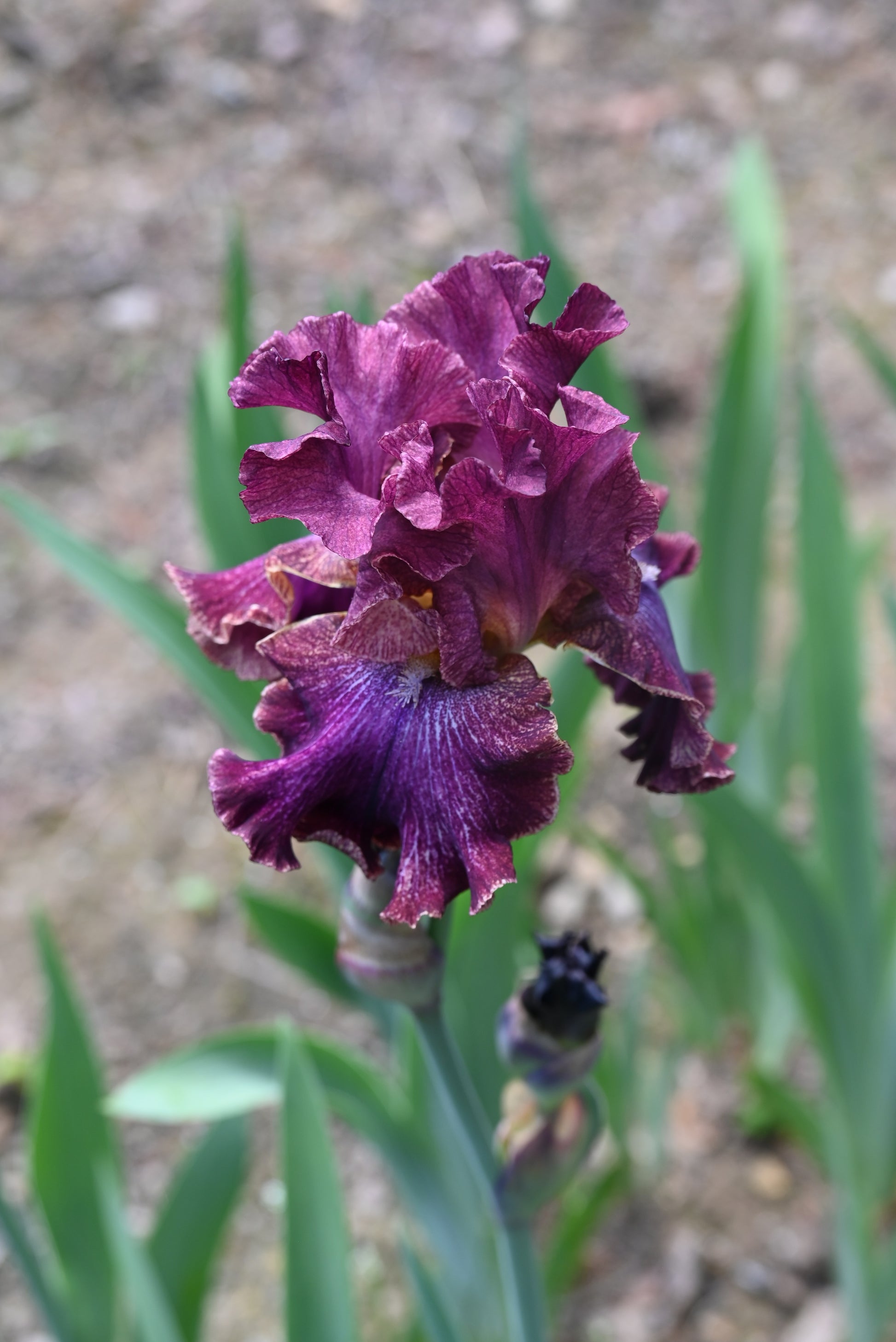 The flower Pep Rally - Tall Bearded Iris (TB)