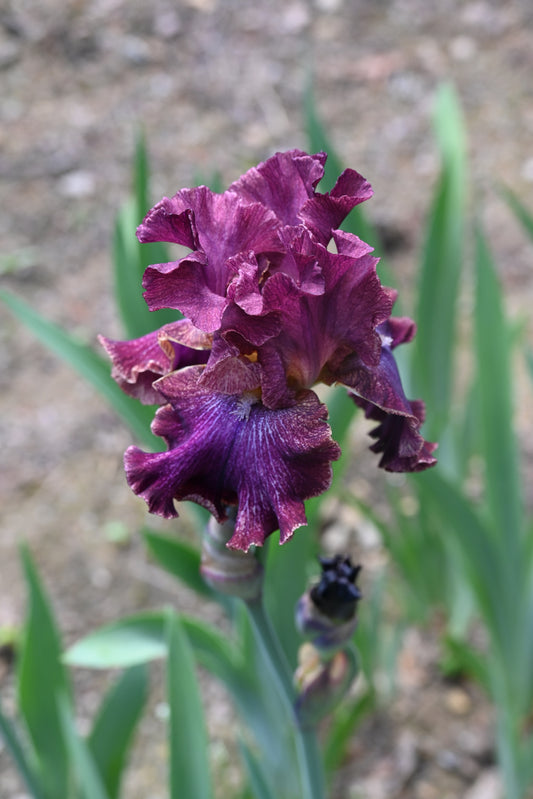 The flower Pep Rally - Tall Bearded Iris (TB)