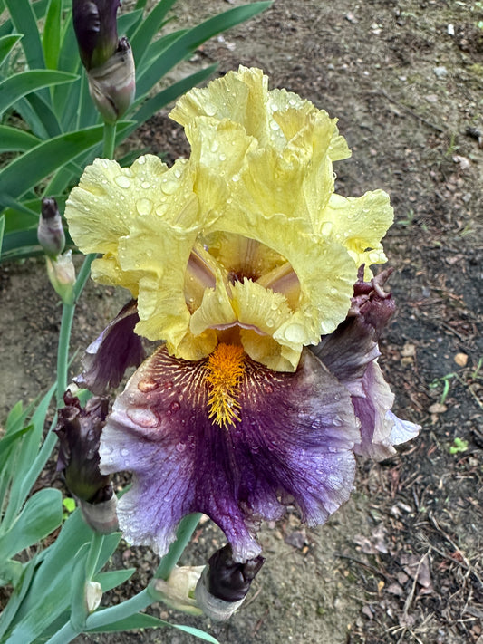 The flower Cat Call - Tall Bearded Iris (TB)