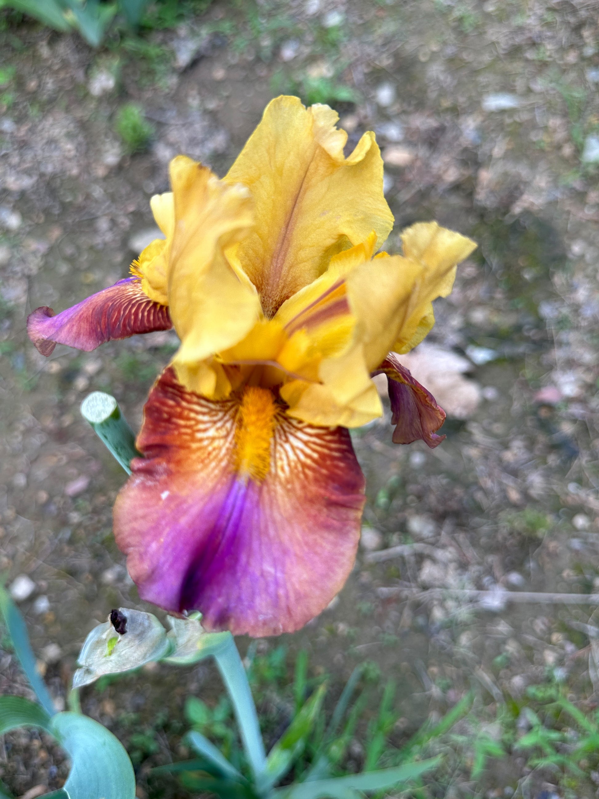 The flower Class Clown - Tall Bearded Iris (TB)