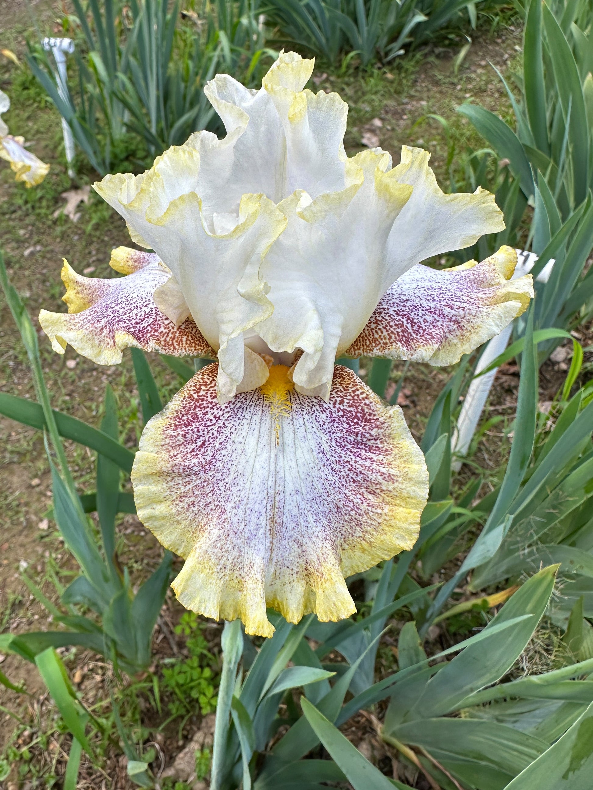 The flower Whispering Spirits - Tall Bearded Iris (TB)