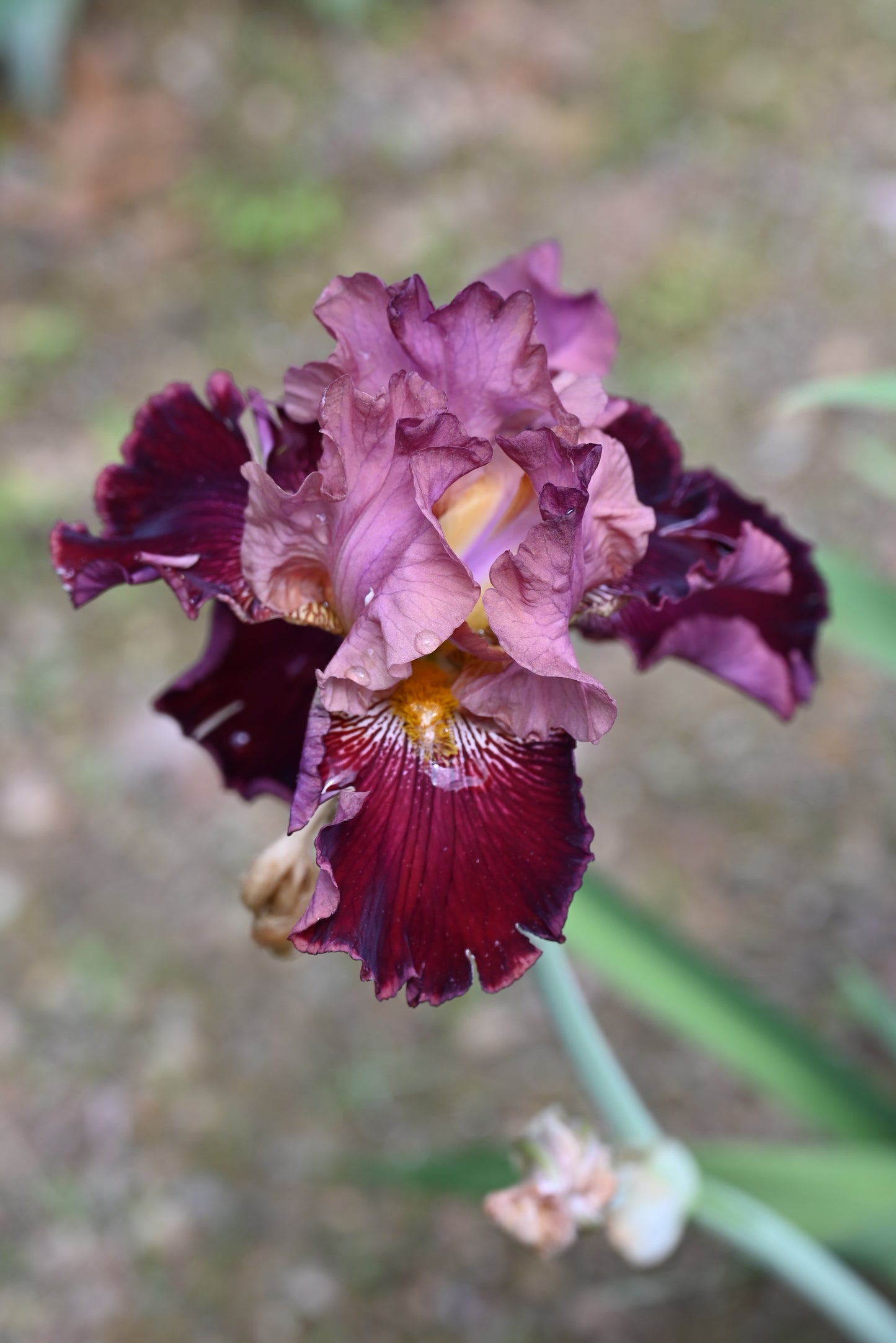 The flower Wise Wish - Tall Bearded Iris (TB)