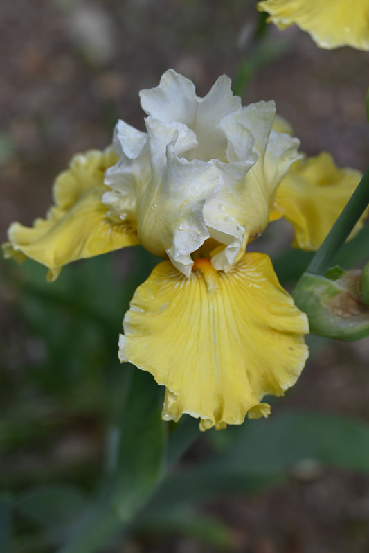 The flower Exposed Lady - Tall Bearded Iris (TB)