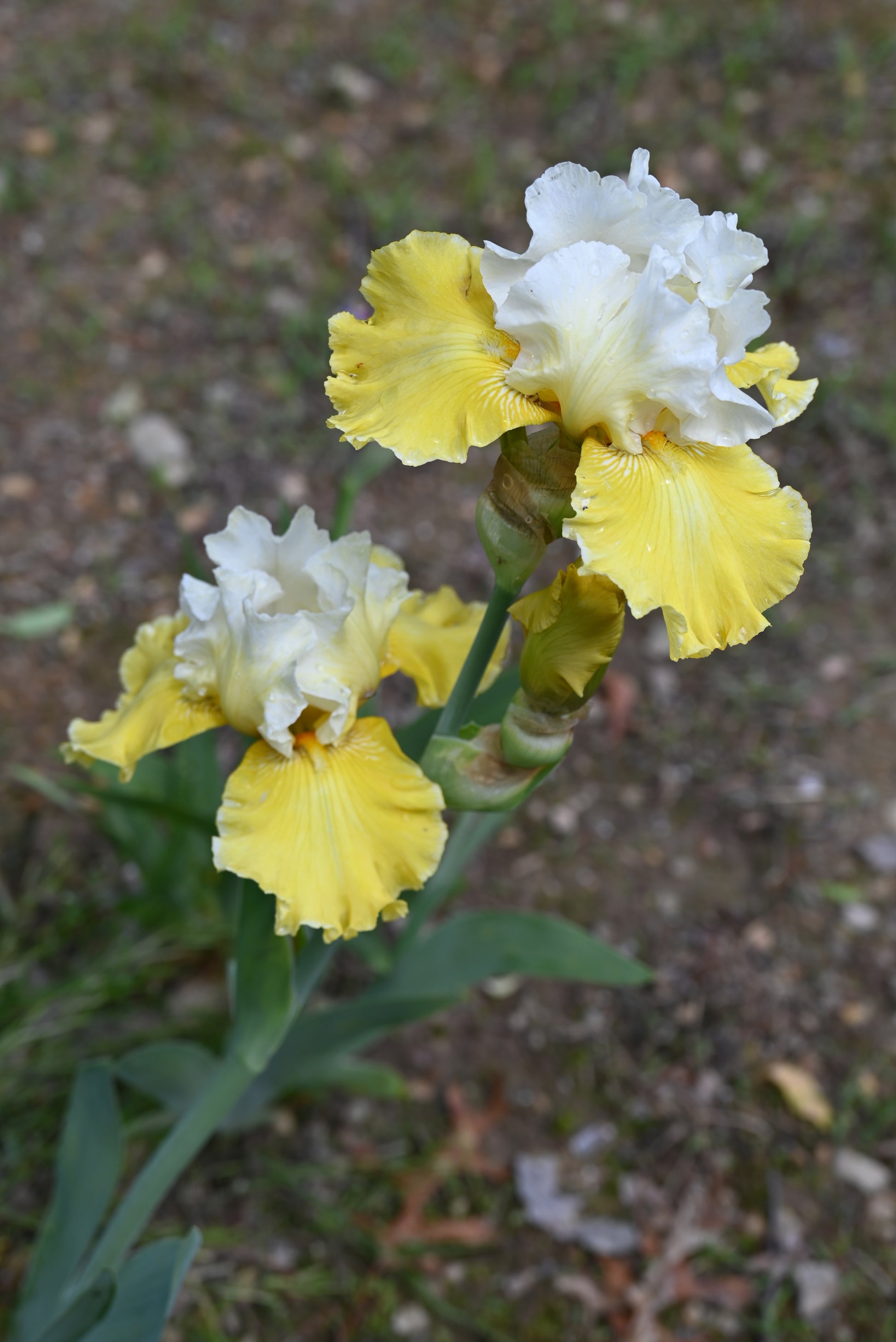 The flower Exposed Lady - Tall Bearded Iris (TB)