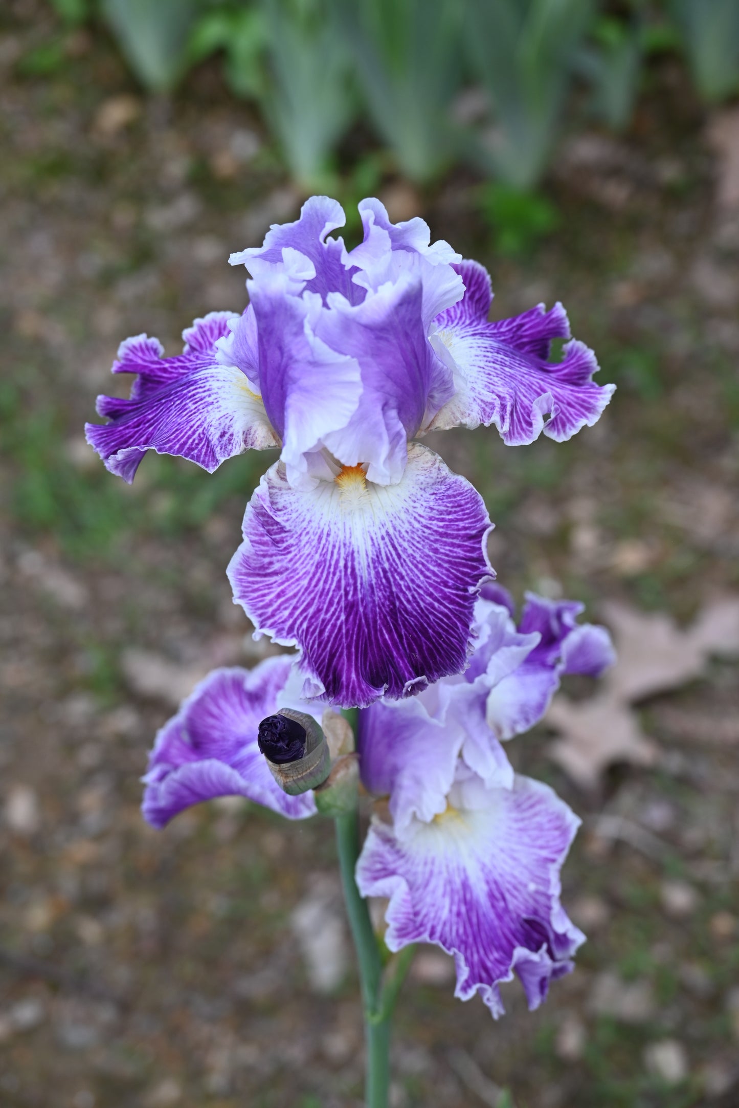 The flower Telepathy - Tall Bearded Iris (TB)