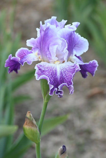 The flower Telepathy - Tall Bearded Iris (TB)