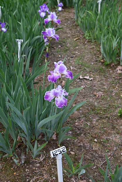 The flower Telepathy - Tall Bearded Iris (TB)