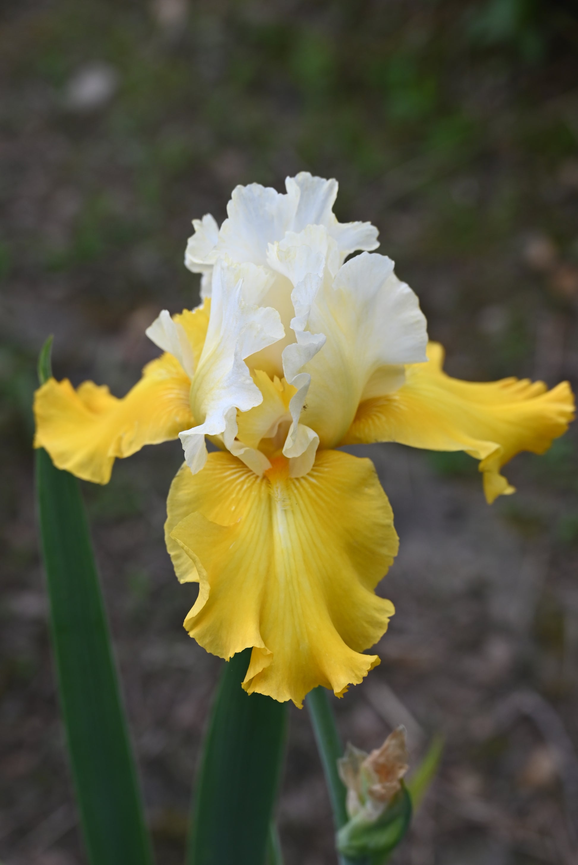 The flower Alpine Harmony - Tall Bearded Iris (TB)