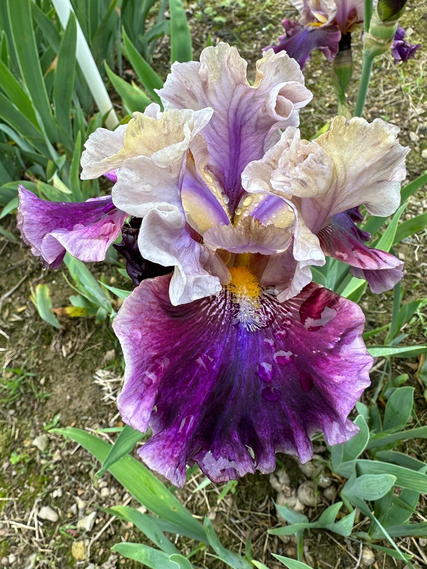 The flower Dressed To Kill - Tall Bearded Iris (TB)