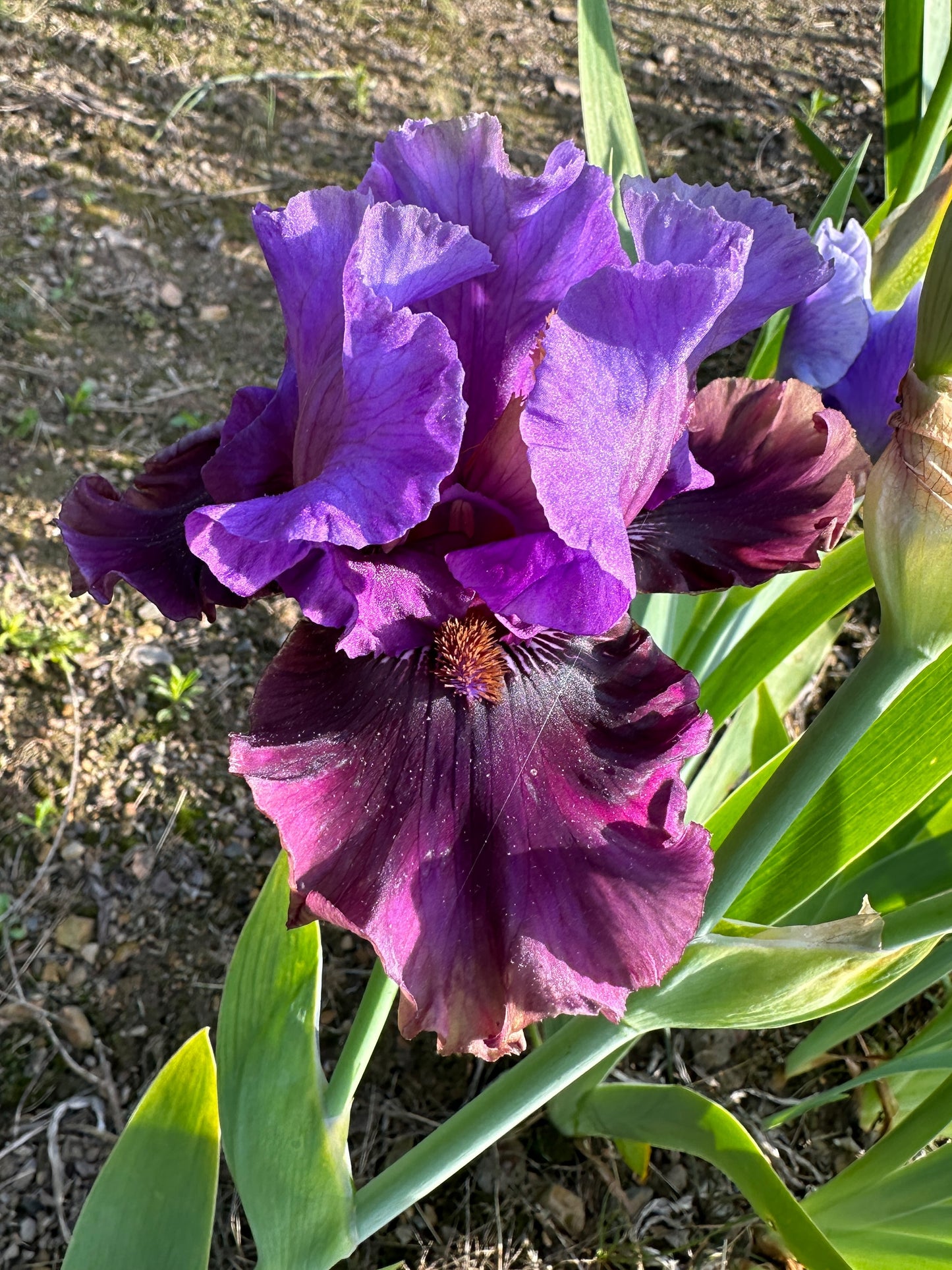 The flower Dakota Smoke - Tall Bearded Iris (TB)