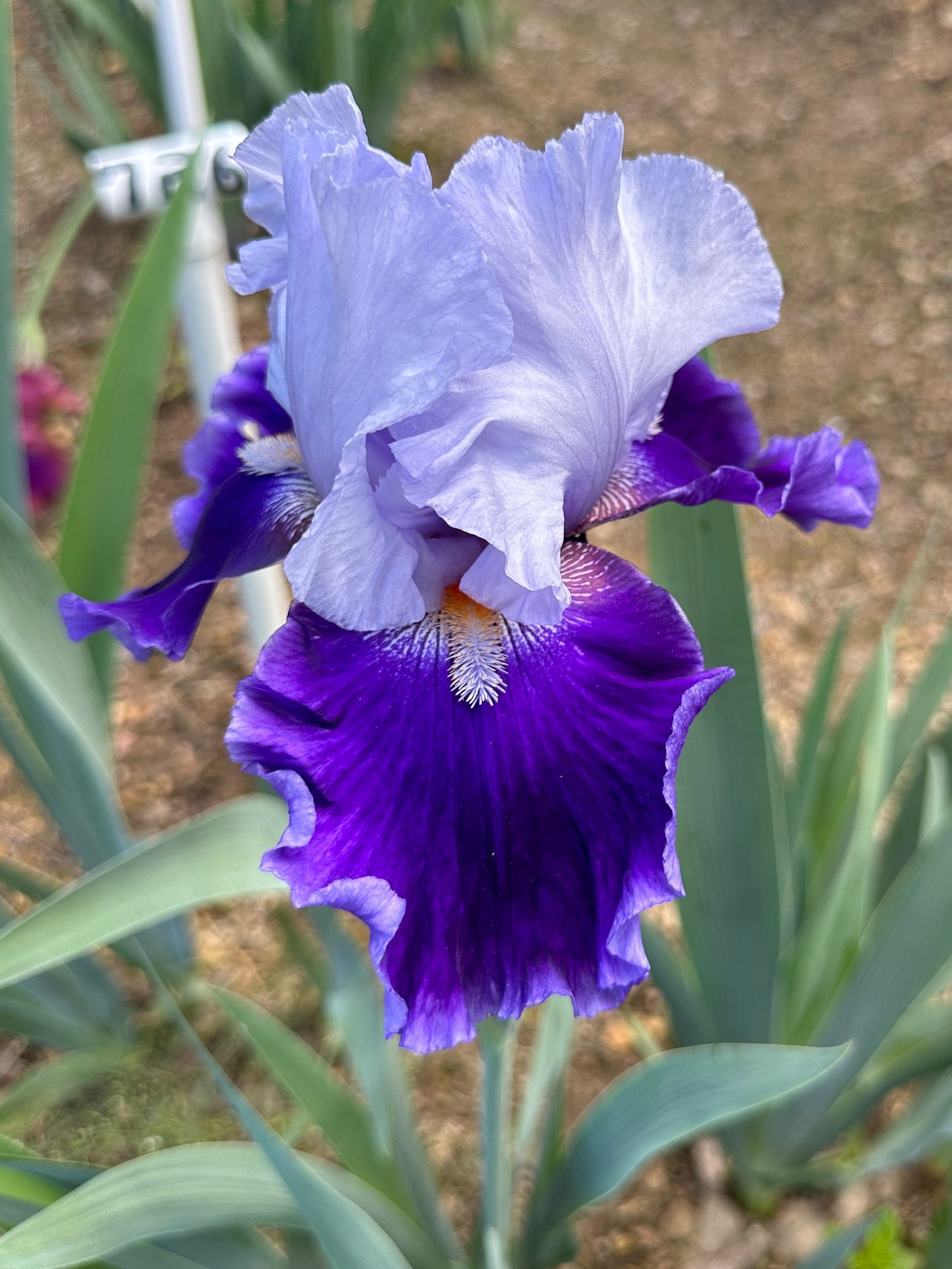 The flower Belle de Nuit - Tall Bearded Iris (TB)