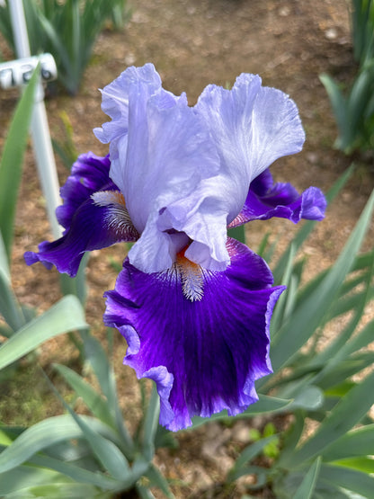 The flower Belle de Nuit - Tall Bearded Iris (TB)