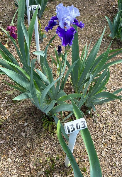 The flower Belle de Nuit - Tall Bearded Iris (TB)