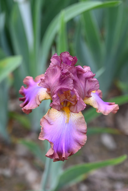 The flower Carnival In Rio - Tall Bearded Iris (TB)