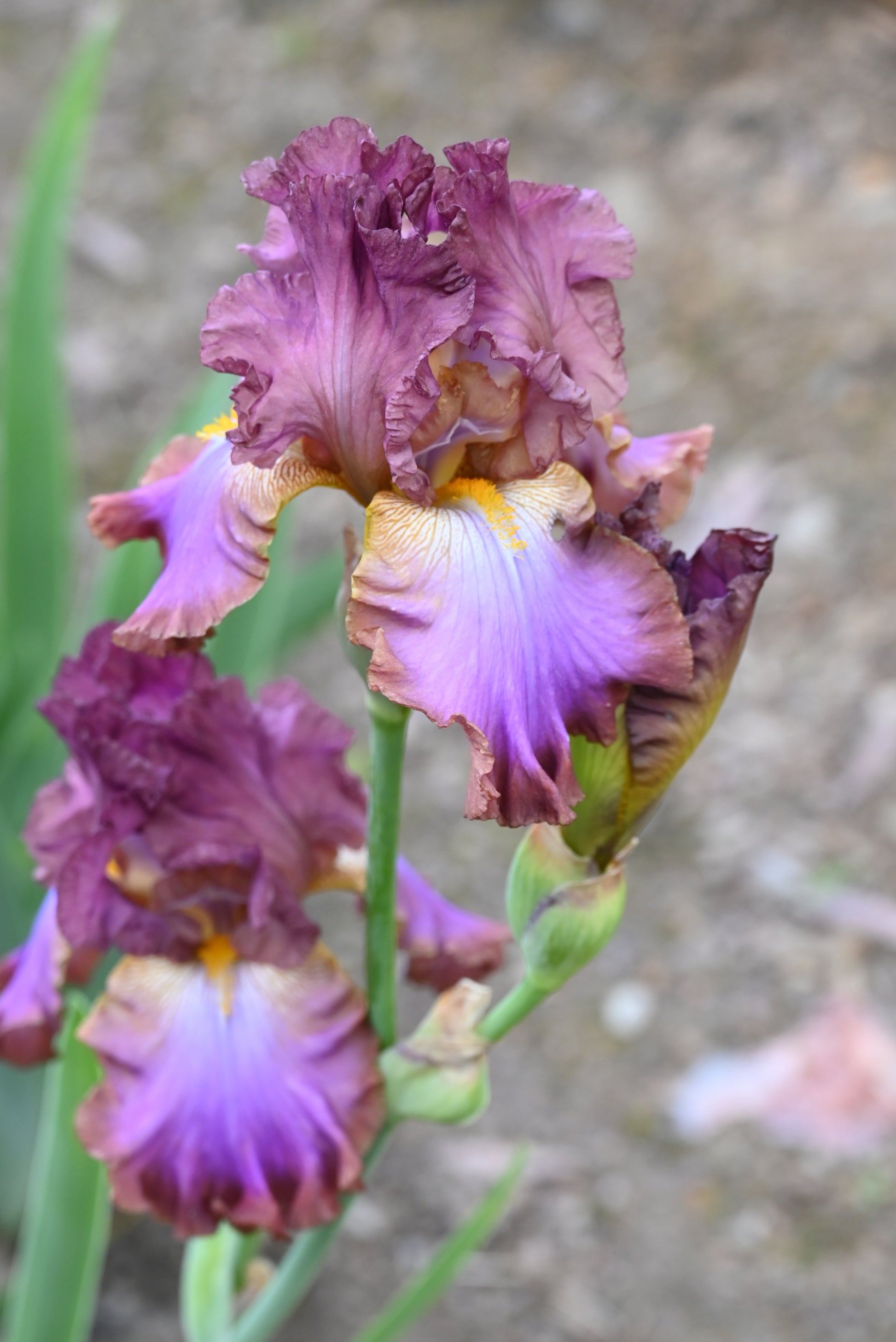 The flower Carnival In Rio - Tall Bearded Iris (TB)