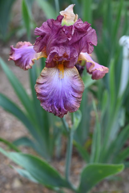 The flower Carnival In Rio - Tall Bearded Iris (TB)