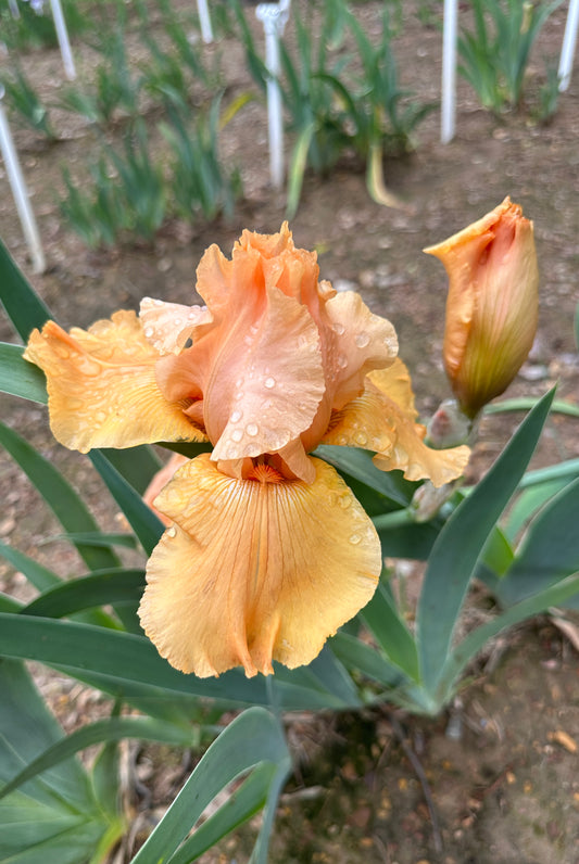 Close-up of a Orange-colored iris flower with another bud in the background.