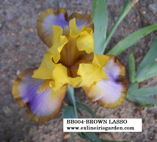 The flower Brown Lasso - Border Bearded Iris (BB)